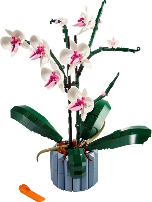 10311-1 - Orchid